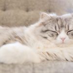 不眠症、夜眠れないときの対策に!寝つきを良くする方法3選